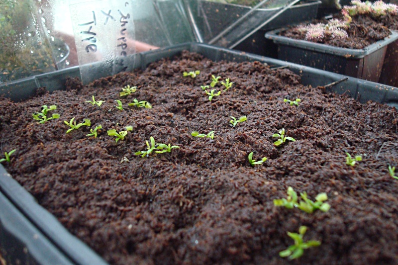 Suivi semis et germination Dionaea [Ted82] Dsc06312