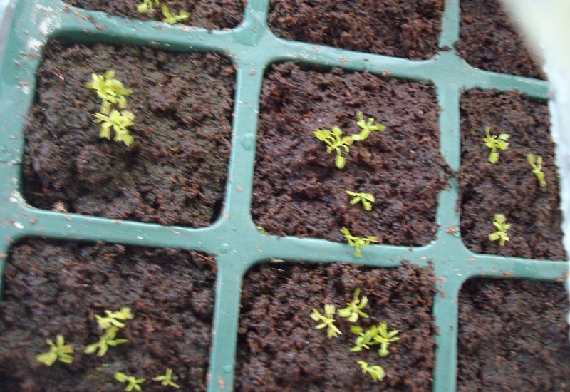 Suivi semis et germination Dionaea [Ted82] - Page 2 Dsc06412