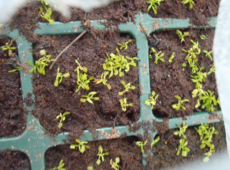 Suivi semis et germination Dionaea [Ted82] - Page 2 Dsc06413