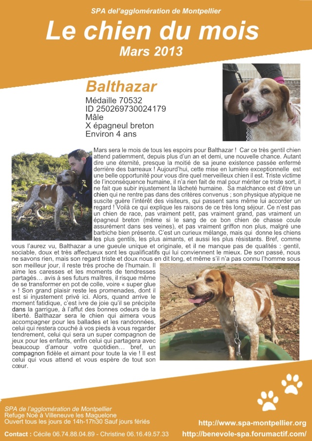 Balthazar le chien du mois de Mars 2013 Baltha10