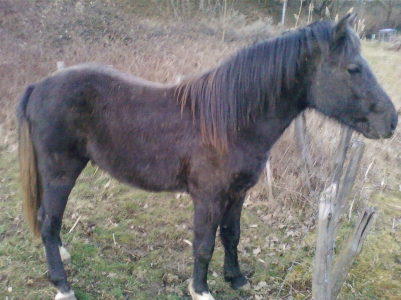 Besoin d'avis! cheval sauvage Photo-14