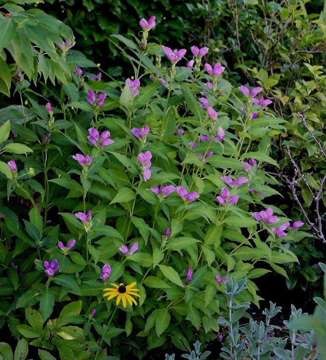 Chelone obliqua - chélone Chelon12