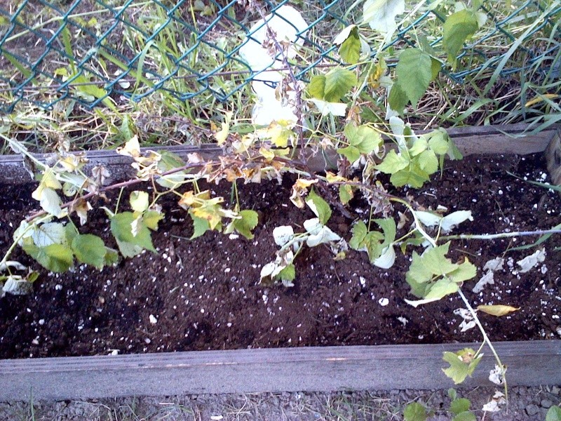 des plants qui vont porter fruit un jour j'espère!!!!!! Frambo13