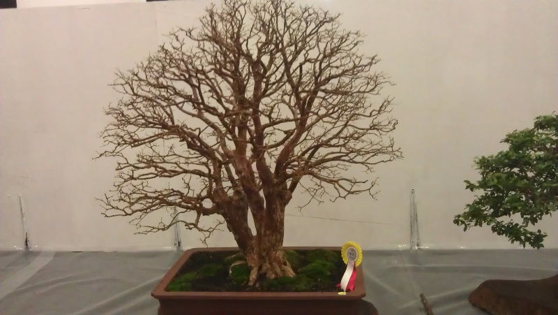 10th Sarawak Bonsai Competition Imag0510