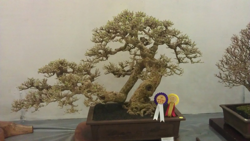 10th Sarawak Bonsai Competition Imag0513