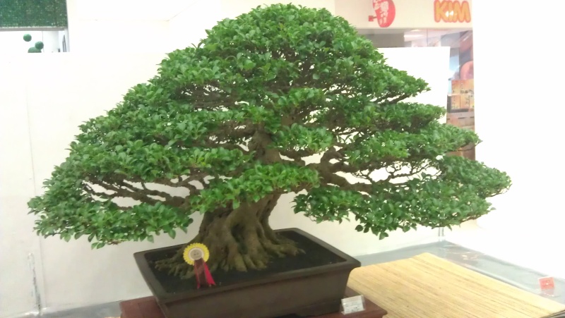 10th Sarawak Bonsai Competition Imag0514