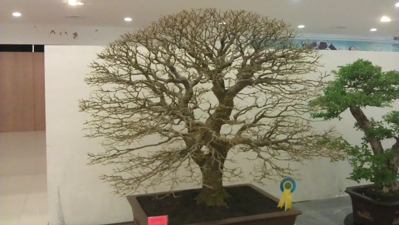 10th Sarawak Bonsai Competition Imag0515