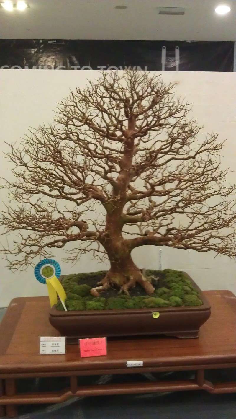 10th Sarawak Bonsai Competition Imag0518