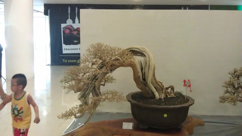 10th Sarawak Bonsai Competition Imag0519