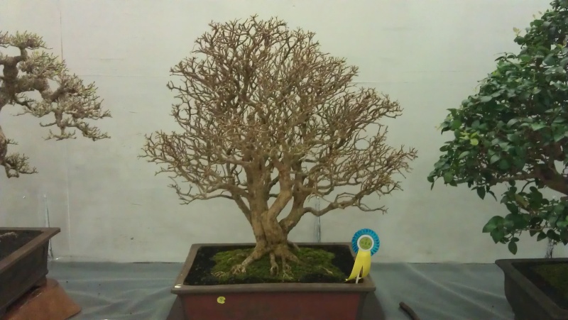 10th Sarawak Bonsai Competition Imag0520