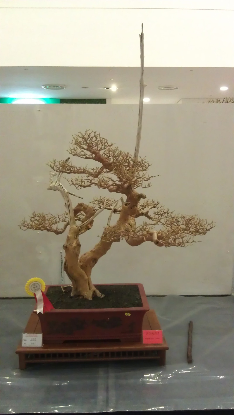 10th Sarawak Bonsai Competition Imag0521