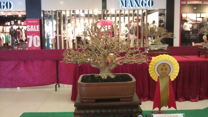 10th Sarawak Bonsai Competition Imag0522