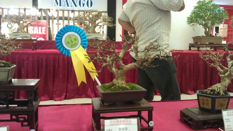 10th Sarawak Bonsai Competition Imag0524