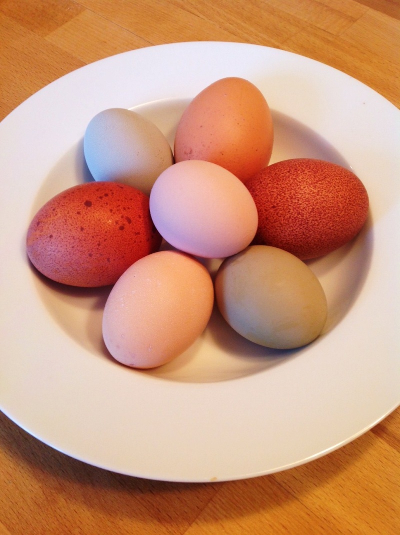 Oeufs de couleurs différentes chez une même poule Photo10