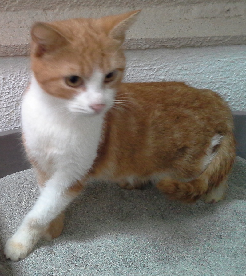 APONI, jeune minette rousse et blanche, née en novembre 2012 Cherok12