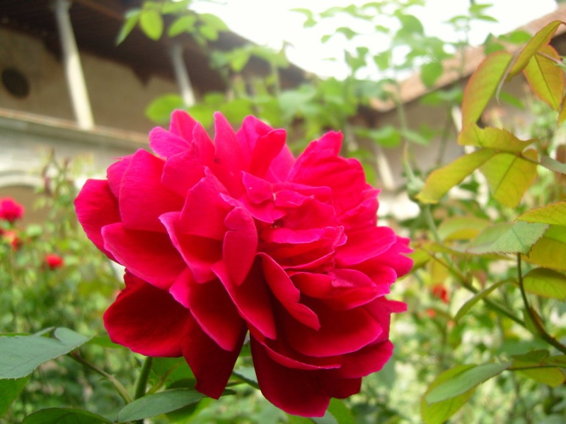 The Rose (Billede) + Digt. The_ro10