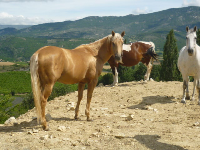 A vendre appaloosa x quarter nommé Cochise Chantana Bren 2_papa10