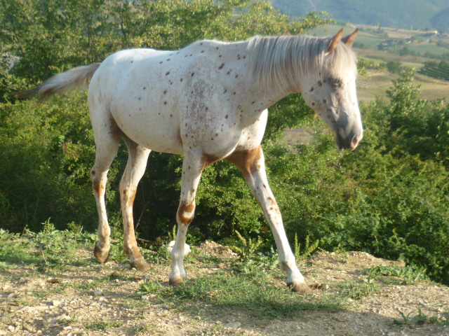 A vendre appaloosa x quarter nommé Cochise Chantana Bren P1060217