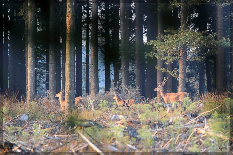 petite famille  Img_1512