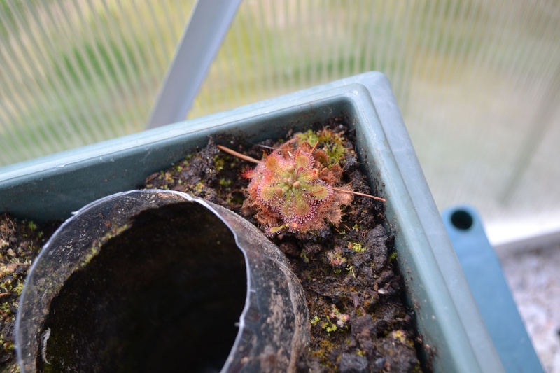 Photo de drosera rustique (rotundifolia,capilaris x intermedia...) Dsc_0715