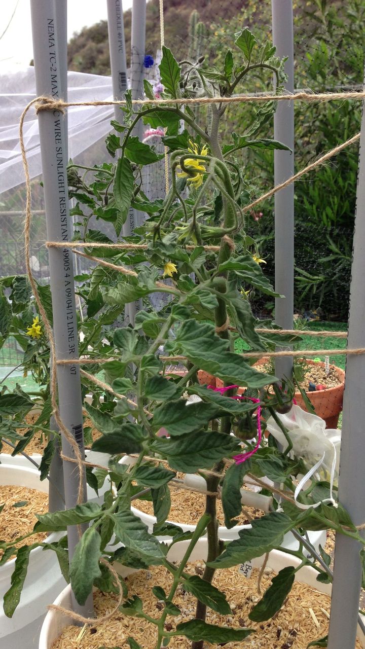 Indeterminate tomatoes in buckets experiment 5obyl_11