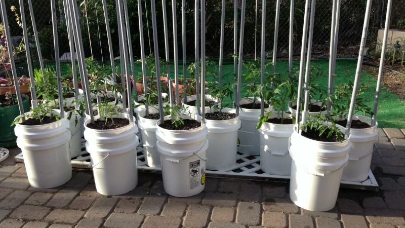 Indeterminate tomatoes in buckets experiment Img_5810