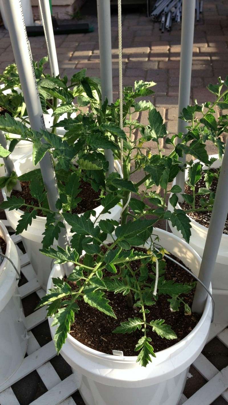 Indeterminate tomatoes in buckets experiment Img_5811