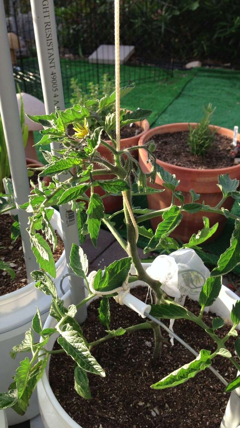 Indeterminate tomatoes in buckets experiment Img_5813