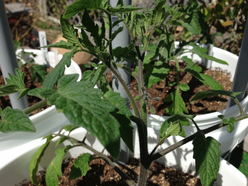 Indeterminate tomatoes in buckets experiment Photo10