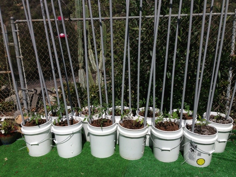 Indeterminate tomatoes in buckets experiment Photo_10