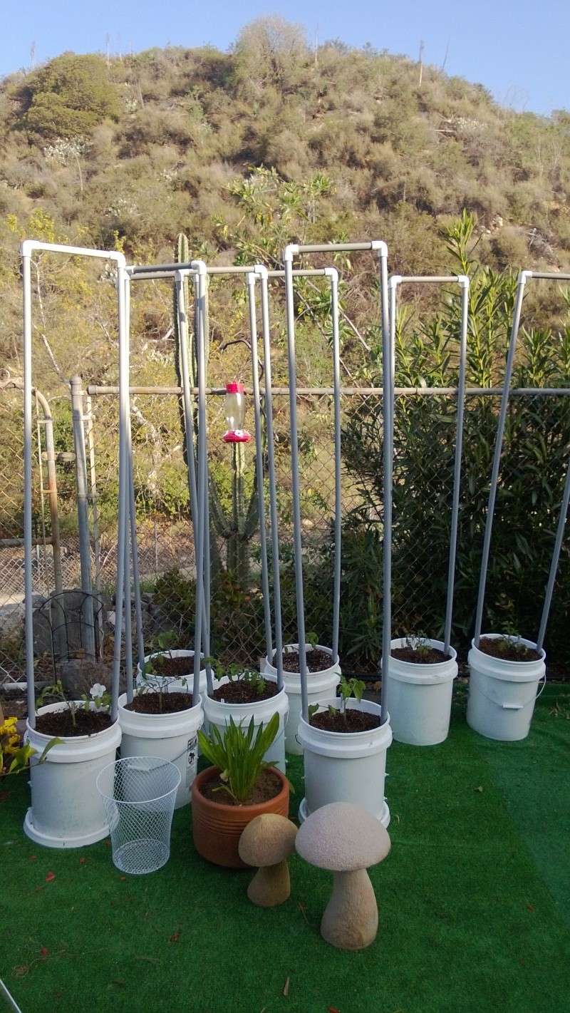 Indeterminate tomatoes in buckets experiment Wp_20114