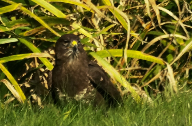 rapace à identifier Sans_t18