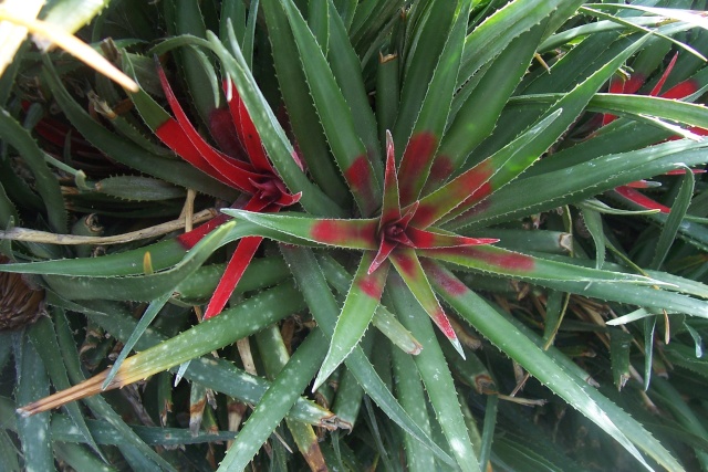 Fascicularia bicolor - Page 2 100_4311
