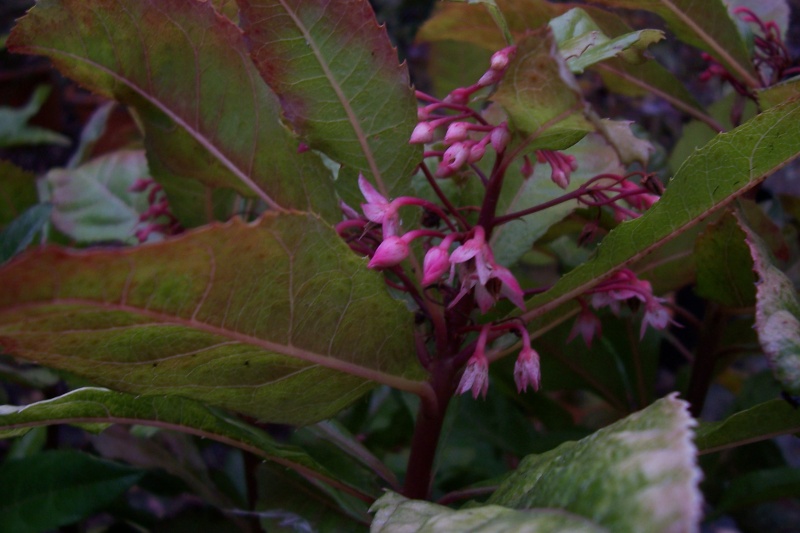 Asimina triloba, Ardisia japonica, Vallea stipularis, Rhododendron spinuliferum  [devinette] Ardisi10