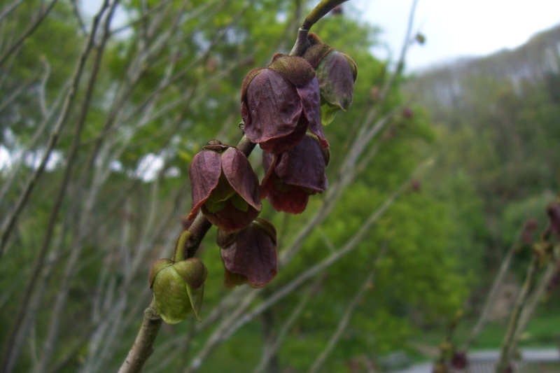 Asimina triloba, Ardisia japonica, Vallea stipularis, Rhododendron spinuliferum  [devinette] Asimin10