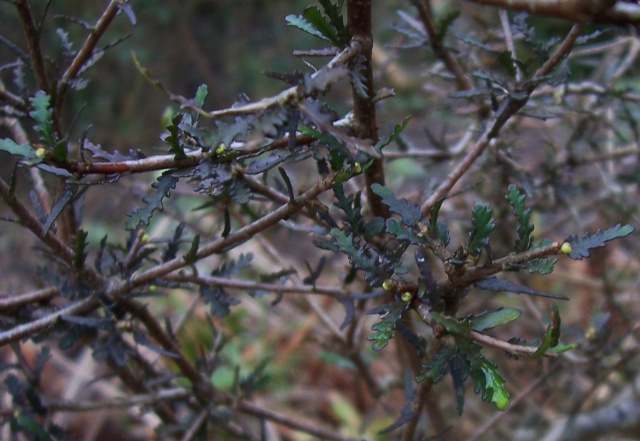 Dipteronia sinensis, Lomatia fraseri 'Fraxinifolia', Clematoclethra scandens, Pittosporum anomalum [devinette] Dev411