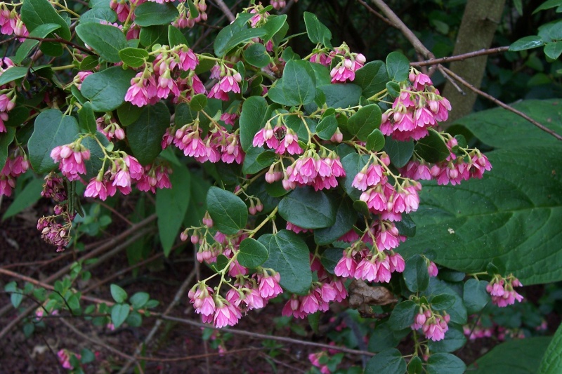 Asimina triloba, Ardisia japonica, Vallea stipularis, Rhododendron spinuliferum  [devinette] Vallea10