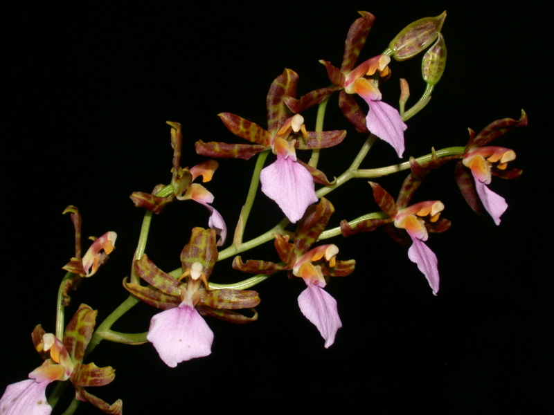 Lemboglossum bictoniense Lembog10