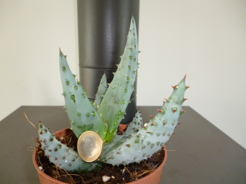 [ Aloe marlothii ou ferox ] 2013_a13