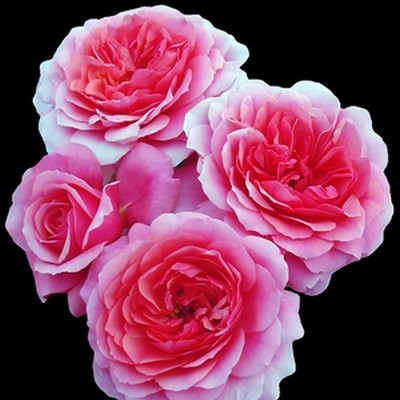 Rose de Bayonne Rose_d11