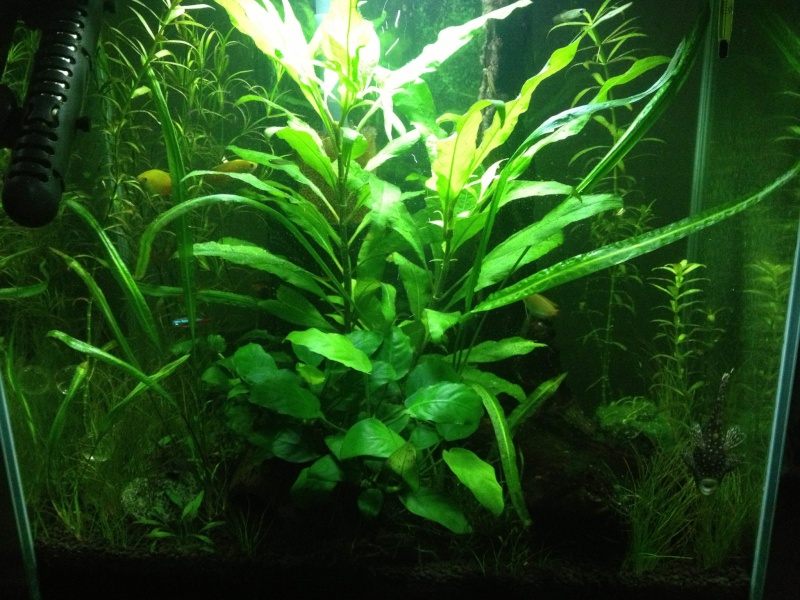 Fluval Edge 46L community planted tank... 85617410