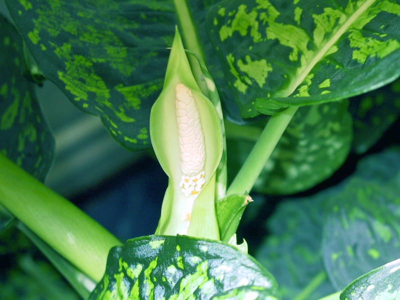 dieffenbachia oui mais encore ?  [ un  'Reflector' ] Dieffe10