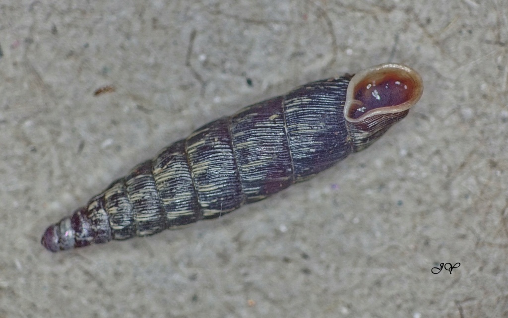 [Clausilia bidentata] Escargots cylindriques. 1_avri10