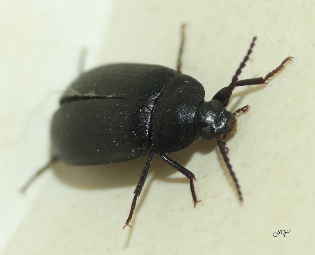 [Prionychus sp.] Carabidae ? A_id_110