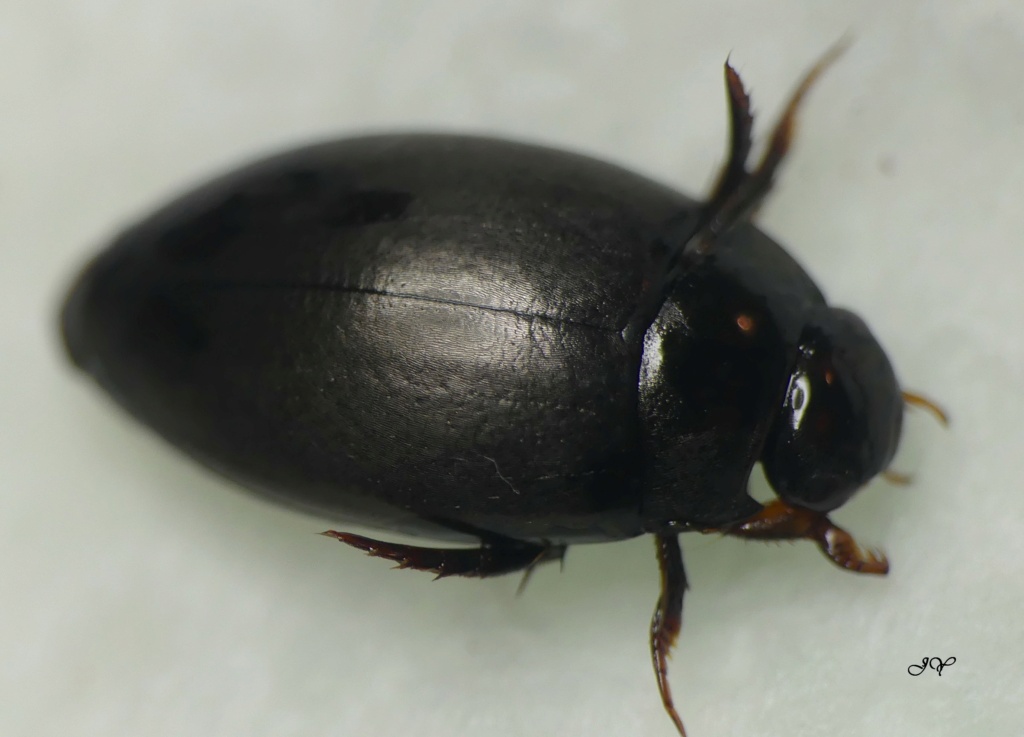 [Agabus bipustulatus] Dytiscidae. Agabus11