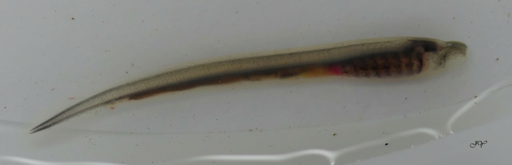 [Phoxinus phoxinus & Lampetra planeri] Bonne  pêche. Anguil10