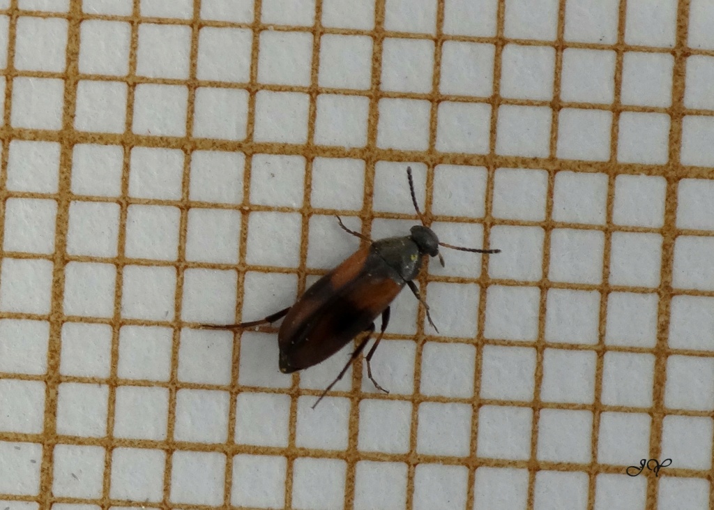 [Anthicus antherinus et Scraptiidae] Petits coléoptères rouge et noir. Anthic11