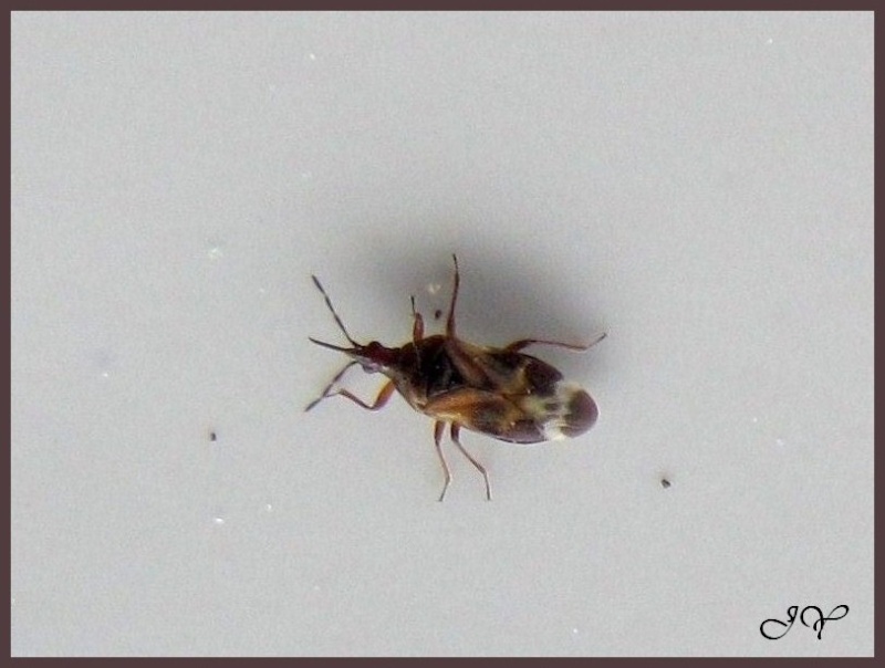 Anthocoris nemorum ? Anthoc10