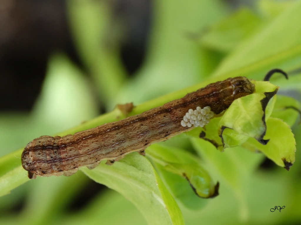 Chenille parasitée : Ochropleura plecta Chenil10