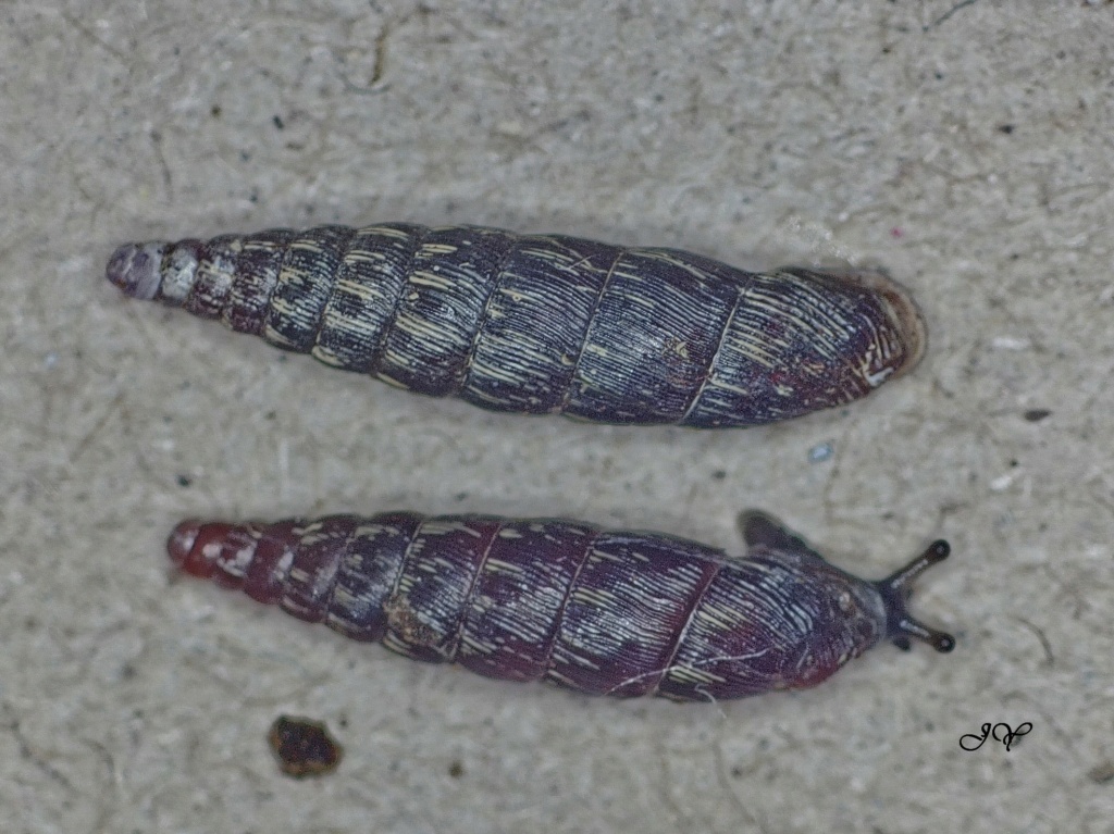 [Clausilia bidentata] Escargots cylindriques. Clausi11